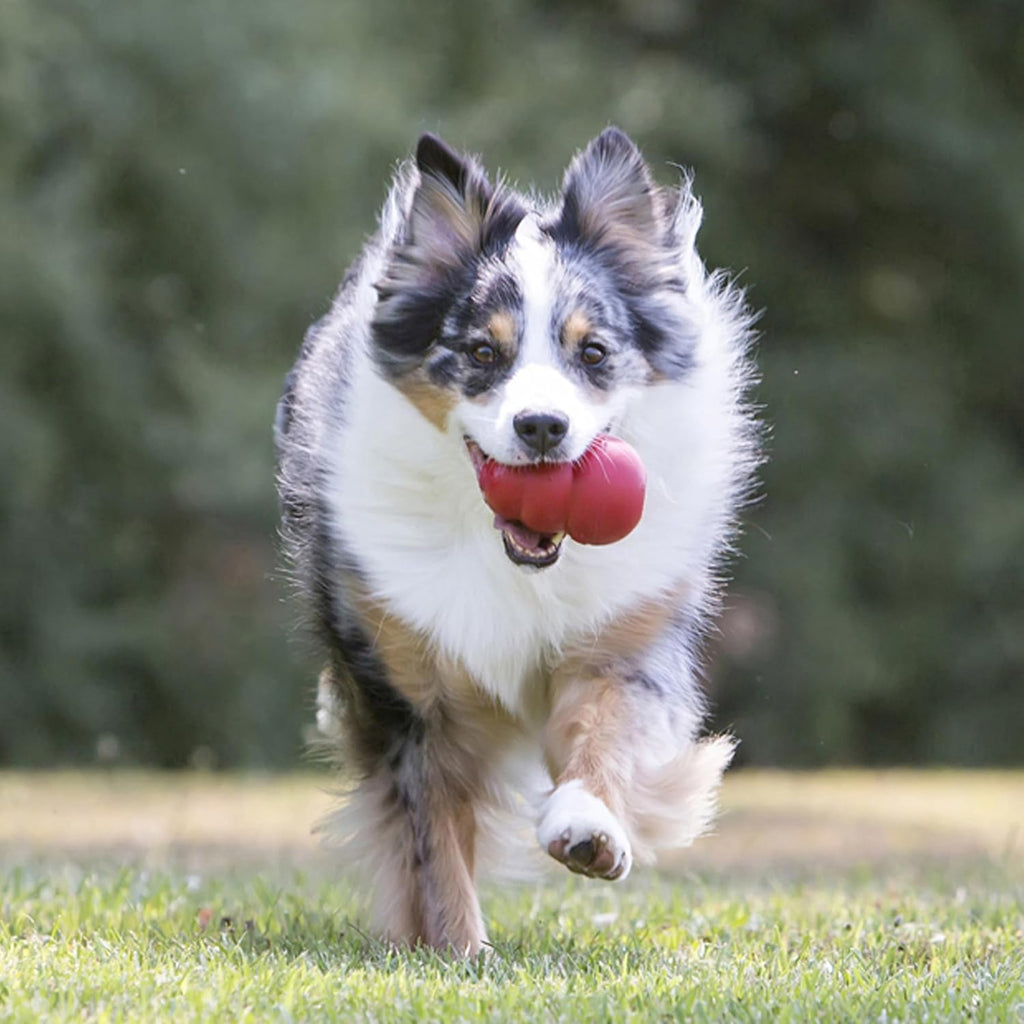Classic Stuffable Dog Toy - Fetch & Chew Toy for Dogs - Treat-Filling Capabilities & Erratic Bounce for Extended Play Time - Durable Natural Rubber Material - for Large Dogs